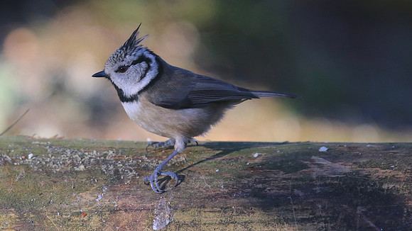 Crested Tit, Loch Garten, Feb 2015