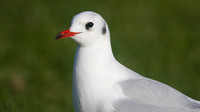 Black-headed Gull, Walpole Park, Gosport, December 2014