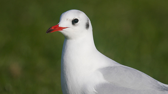Black-headed Gull, Walpole Park, Gosport, December 2014
