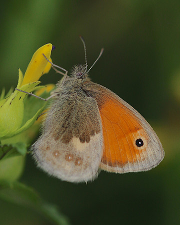 Small Heath, Daneway Banks, June 2016