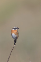 Whinchat, Anarita, Cyprus, April 2025