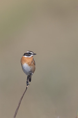 Whinchat, Anarita, Cyprus, April 2025