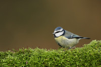 Blue Tit, Milbury Heath, December 2020.