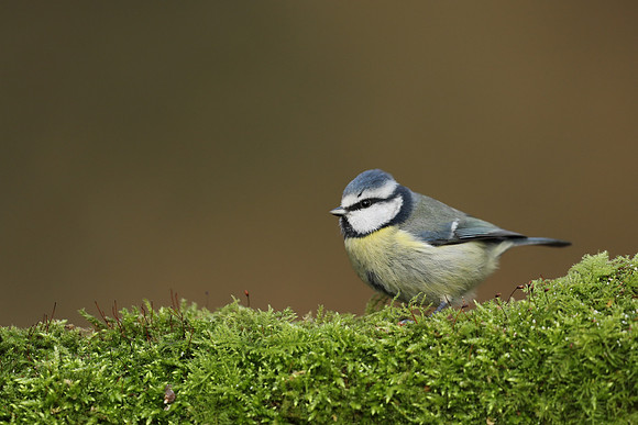 Blue Tit, Milbury Heath, December 2020.