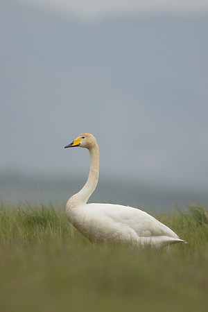 Whooper Swan, Floi, Iceland, June 2022