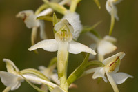 Lesser Butterfly-orchid, Morgans Hill, June 2024