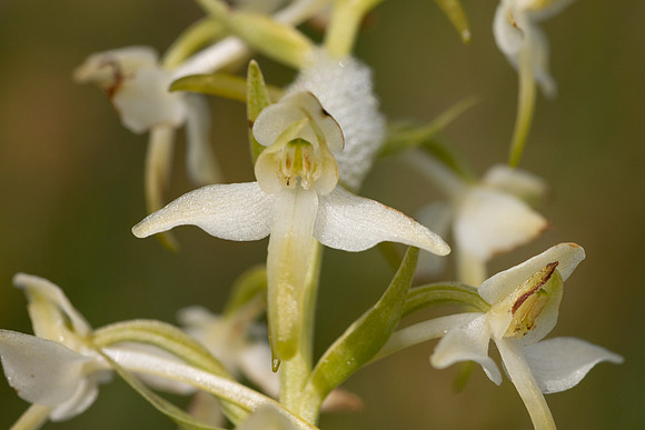 Lesser Butterfly-orchid, Morgans Hill, June 2024