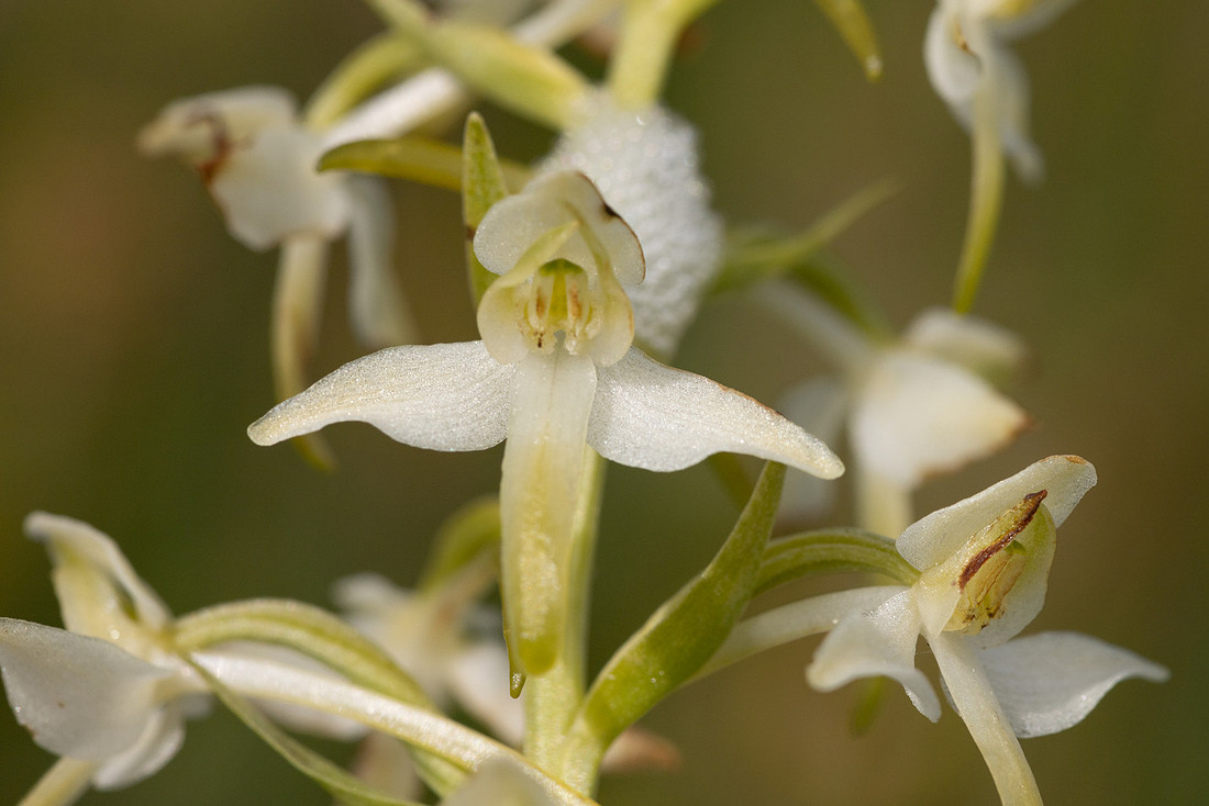 Lesser Butterfly-orchid, Morgans Hill, June 2024
