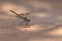 Northern Banded Grounding, (female) Achna Dam, Cyprus, July 2024