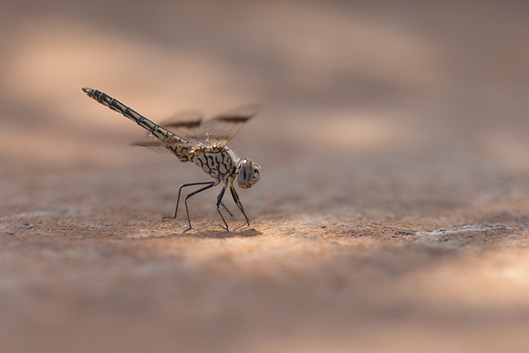 Northern Banded Grounding, (female) Achna Dam, Cyprus, July 2024