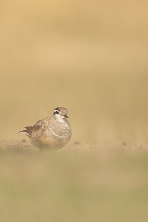 Dotterel, Cleeve Common, September 2022