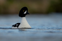 Barrow's goldeneye