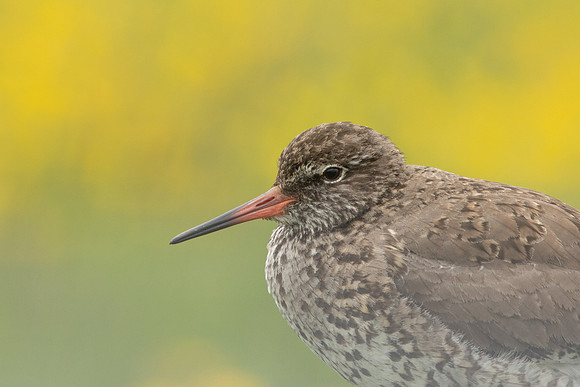 Common Redshank, Floi, Iceland, June 2022