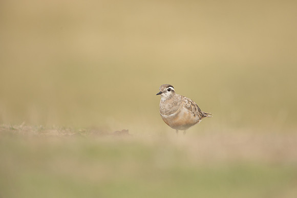 Dotterel, Cleeve Common, September 2022