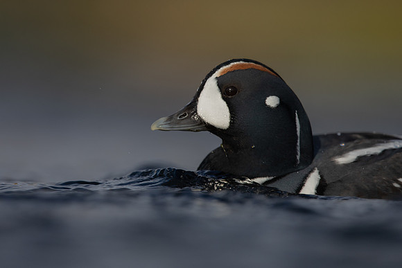 Harlequin Duck,  River Laxa, Iceland, May 2022
