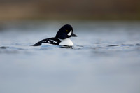 Barrow's Goldeneye,  River Laxa, Iceland, May 2022