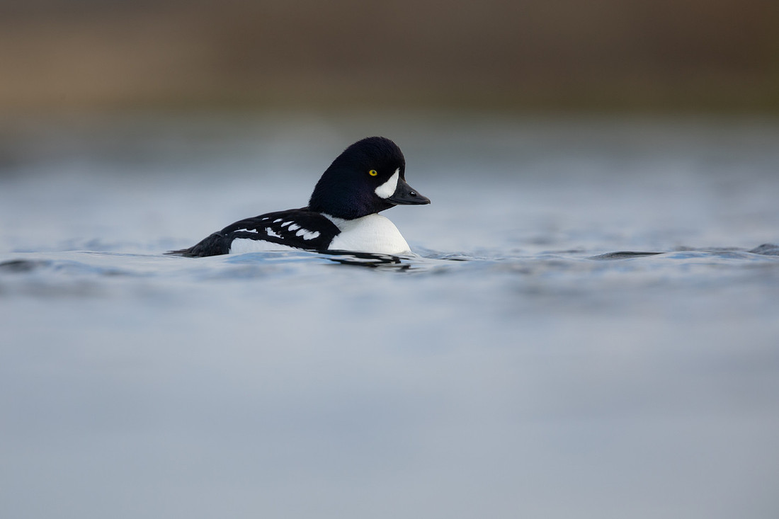 Barrow's Goldeneye, River Laxa, Iceland, May 2022