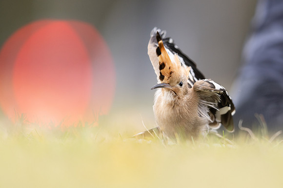 Hoopoe, Swansea, October 2024