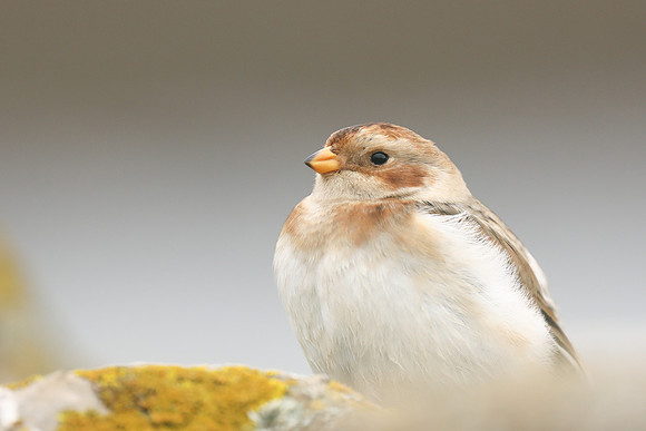 Snow Bunting, Severn Beach, November 2020