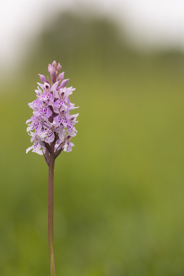 Common Spotted-orchid Orchid, Rudge Hill, June 2024