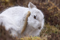 Mountain Hare, Findhorn Valley, February 2024