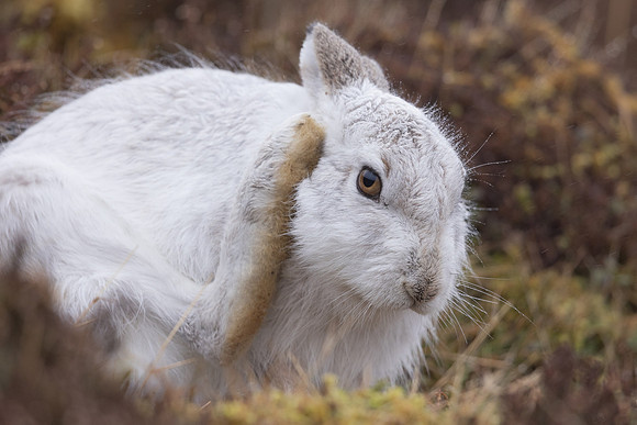 Mountain Hare, Findhorn Valley, February 2024
