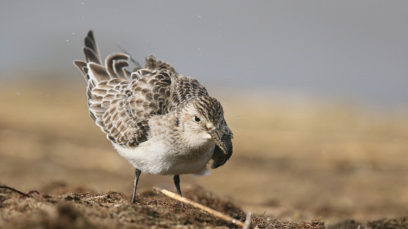 Bairds Sandpiper, Kenfig NNR, October 2016