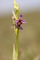 Fly x. Bee Orchid, Selsey Common, May 2024