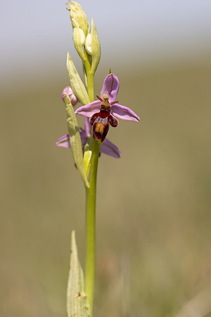 Fly x. Bee Orchid, Selsey Common, May 2024