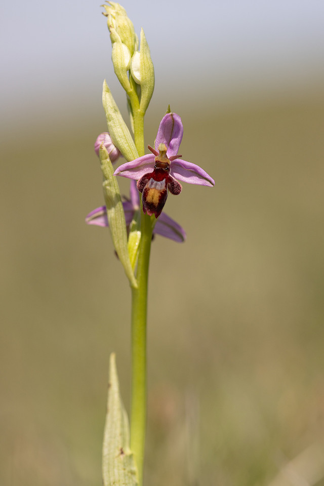Fly x. Bee Orchid, Selsey Common, May 2024