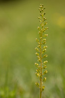 Common Twayblade, Parkgate Down, May 2024.