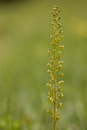 Common Twayblade, Parkgate Down, May 2024.