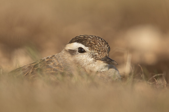 Dotterel, Cleeve Common, September 2022