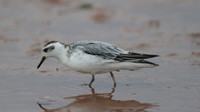 Grey Phalarope, Budleigh Salterton, October 2014