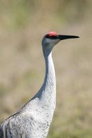 Sandhill Crane , Florida, February 2020