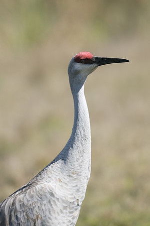 Sandhill Crane , Florida, February 2020