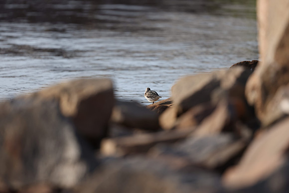 Terek Sandpiper, Oulu, Finland, June 2025