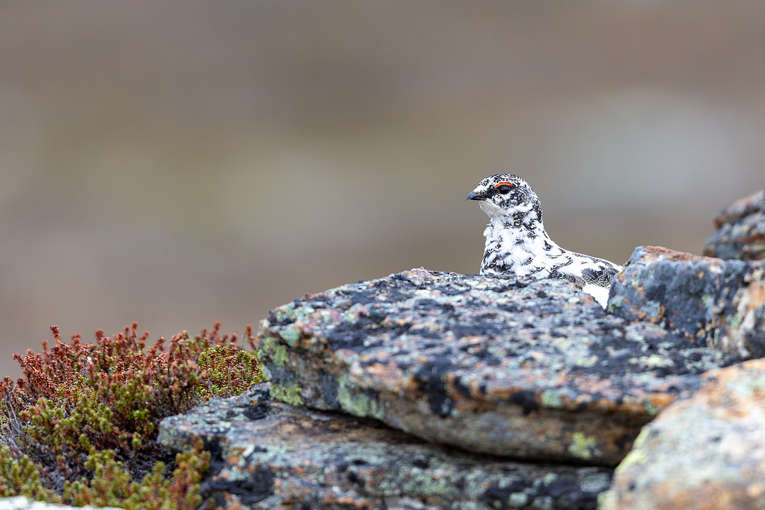 Ptarmigan, Mount Alias, Finland, June 2025