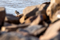 Terek Sandpiper, Oulu, Finland, June 2025