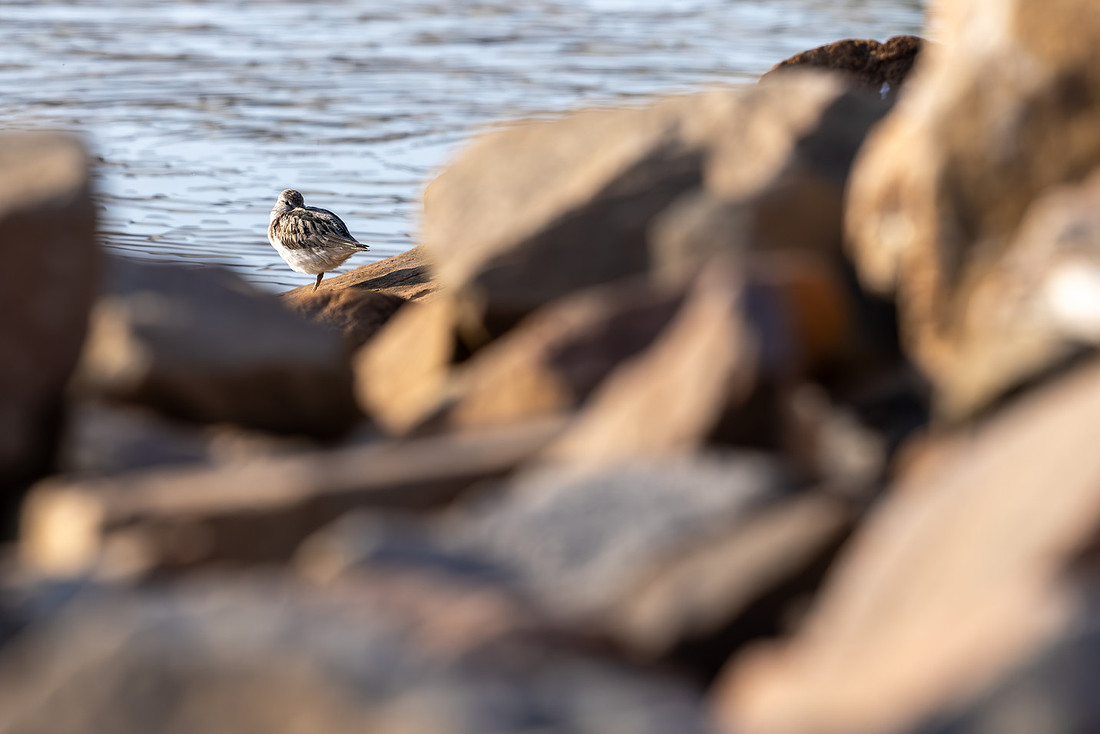 Terek Sandpiper, Oulu, Finland, June 2025