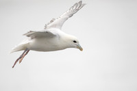 Fulmar, Iceland, June 2022
