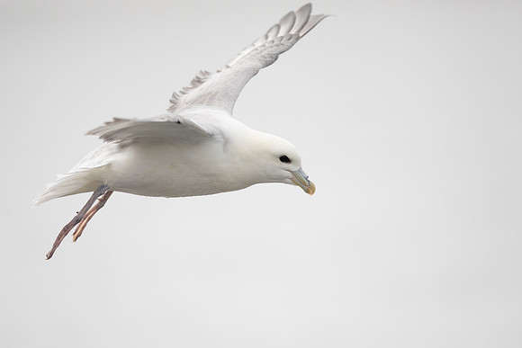 Fulmar, Iceland, June 2022