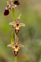 Woodcock x Fly Orchid, Dorset, May 2024.