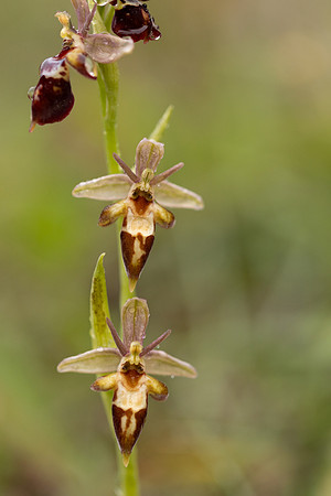 Woodcock x Fly Orchid, Dorset, May 2024.