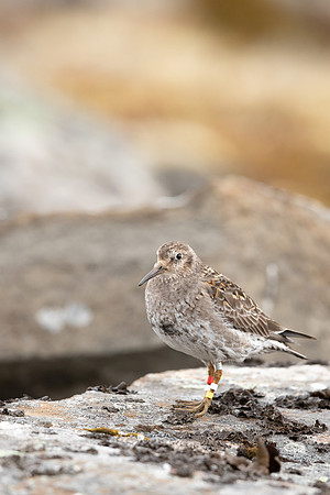 Purple Sandpiper, Raufarhofn, Iceland, June 2022