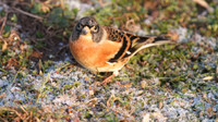 Brambling, Scaling Dam, January 2015