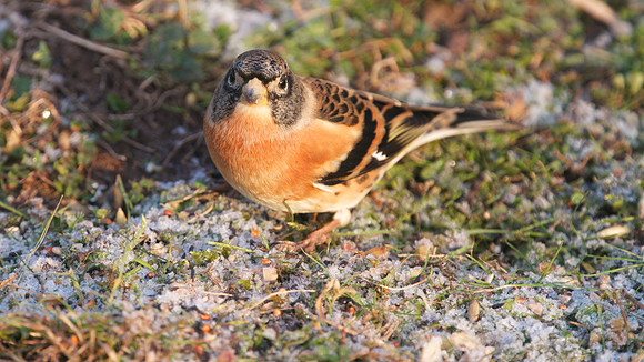 Brambling, Scaling Dam, January 2015