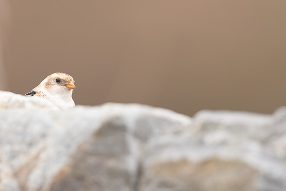 Snow Bunting, Cairngorms, February  2024.