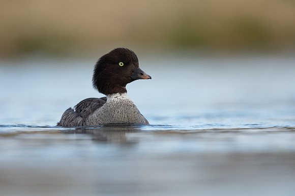 Barrows Goldeneye, River Laxa, Iceland, June 2022