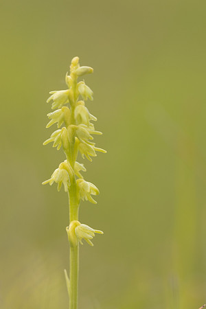 Musk Orchid, Cleeve common, June 2024